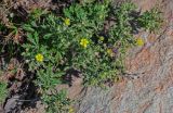 genus Potentilla. Цветущее растение. Оренбургская обл., Кувандыкский гор. округ, Карагай-Губерлинское ущелье, у подножия скалы. 04.07.2023.