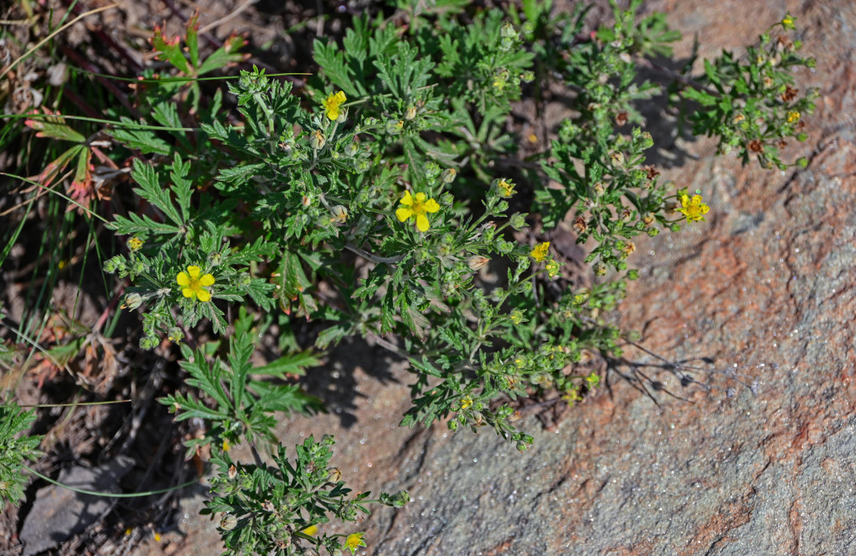 Изображение особи род Potentilla.