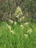 Dactylis glomerata