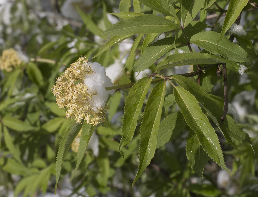 Image of Sambucus racemosa specimen.