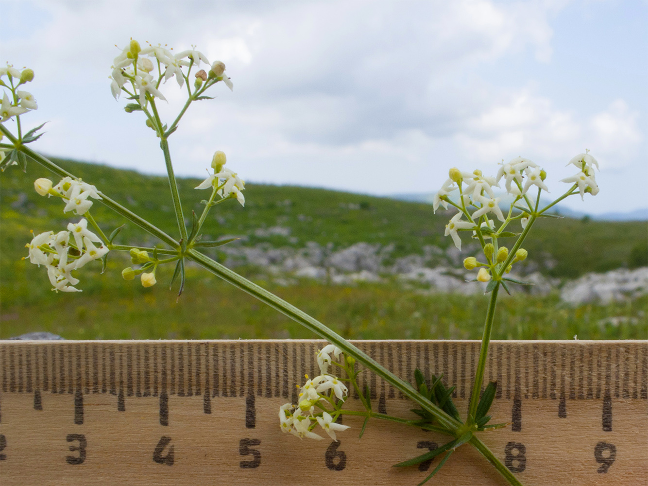 Изображение особи Galium calcareum.