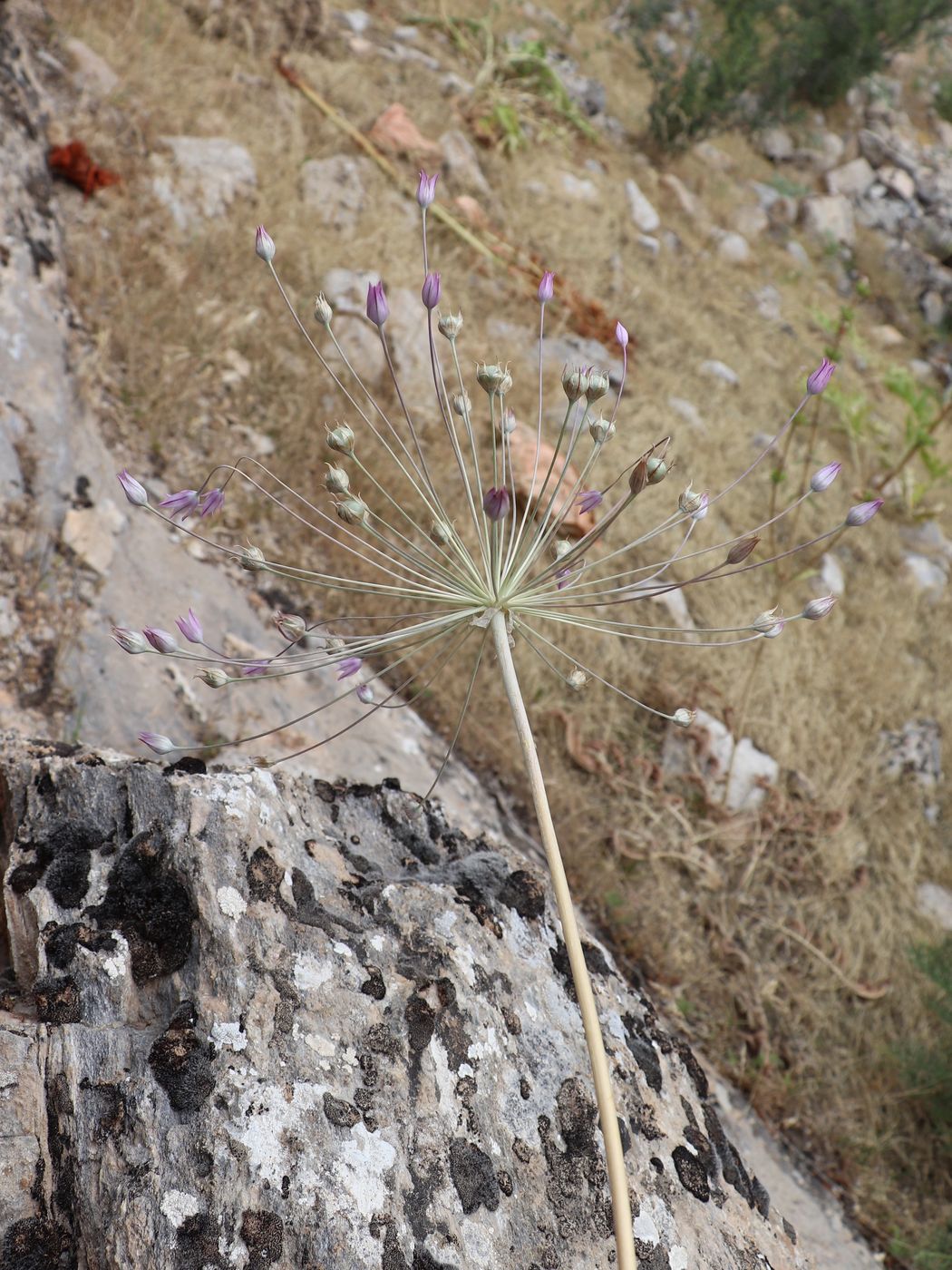 Image of Allium iliense ssp. nuratense specimen.