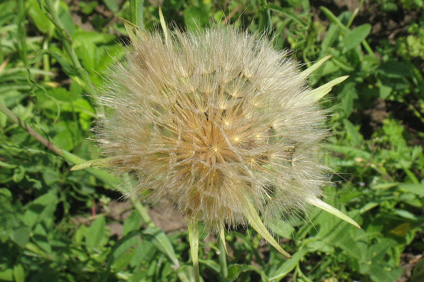 Image of Tragopogon pratensis specimen.