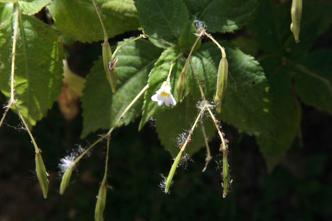 Image of Impatiens parviflora specimen.