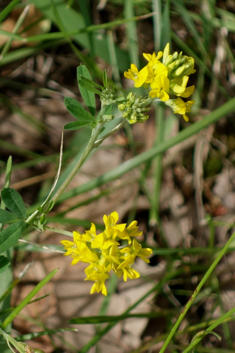 Image of Medicago falcata specimen.