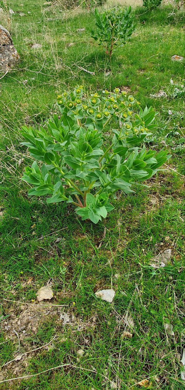 Изображение особи Euphorbia ferganensis.