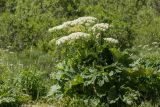 Heracleum ponticum