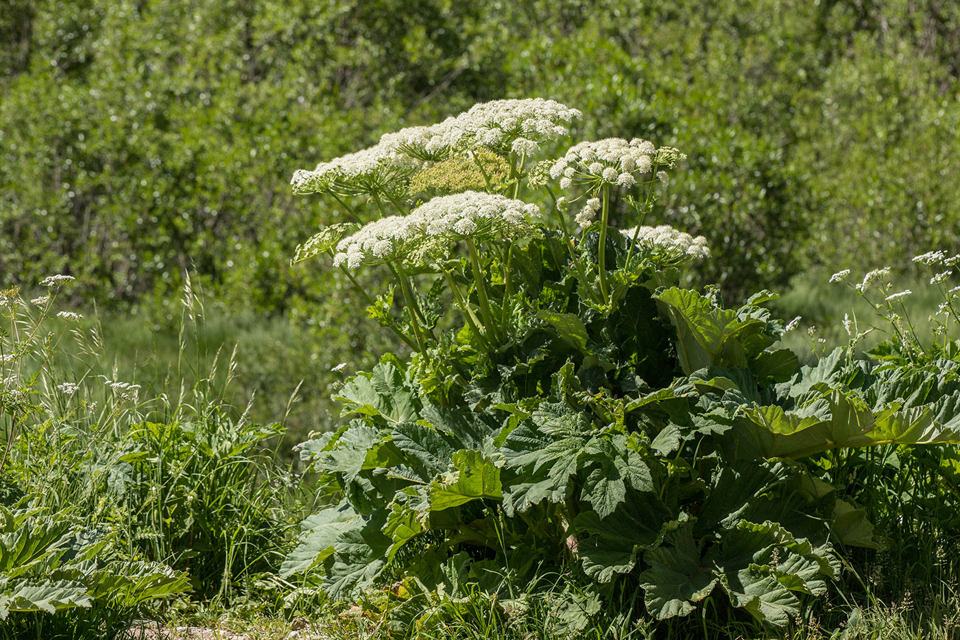 Изображение особи Heracleum ponticum.