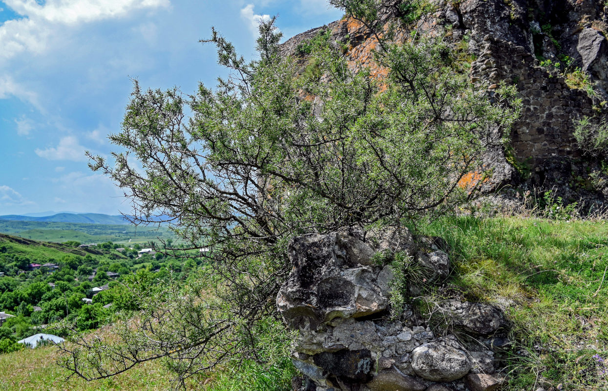 Изображение особи Rhamnus erythroxyloides.