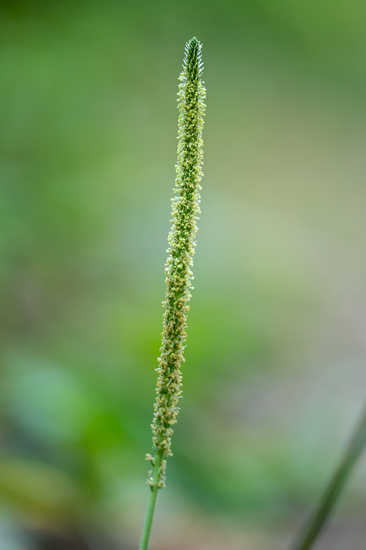 Изображение особи Plantago major.