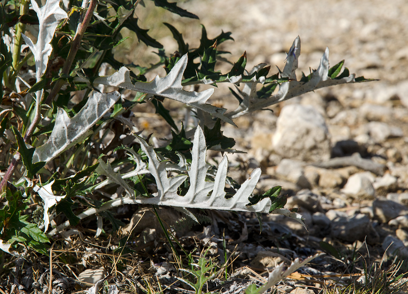 Image of Echinops ruthenicus specimen.