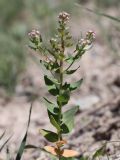 Aethionema carneum