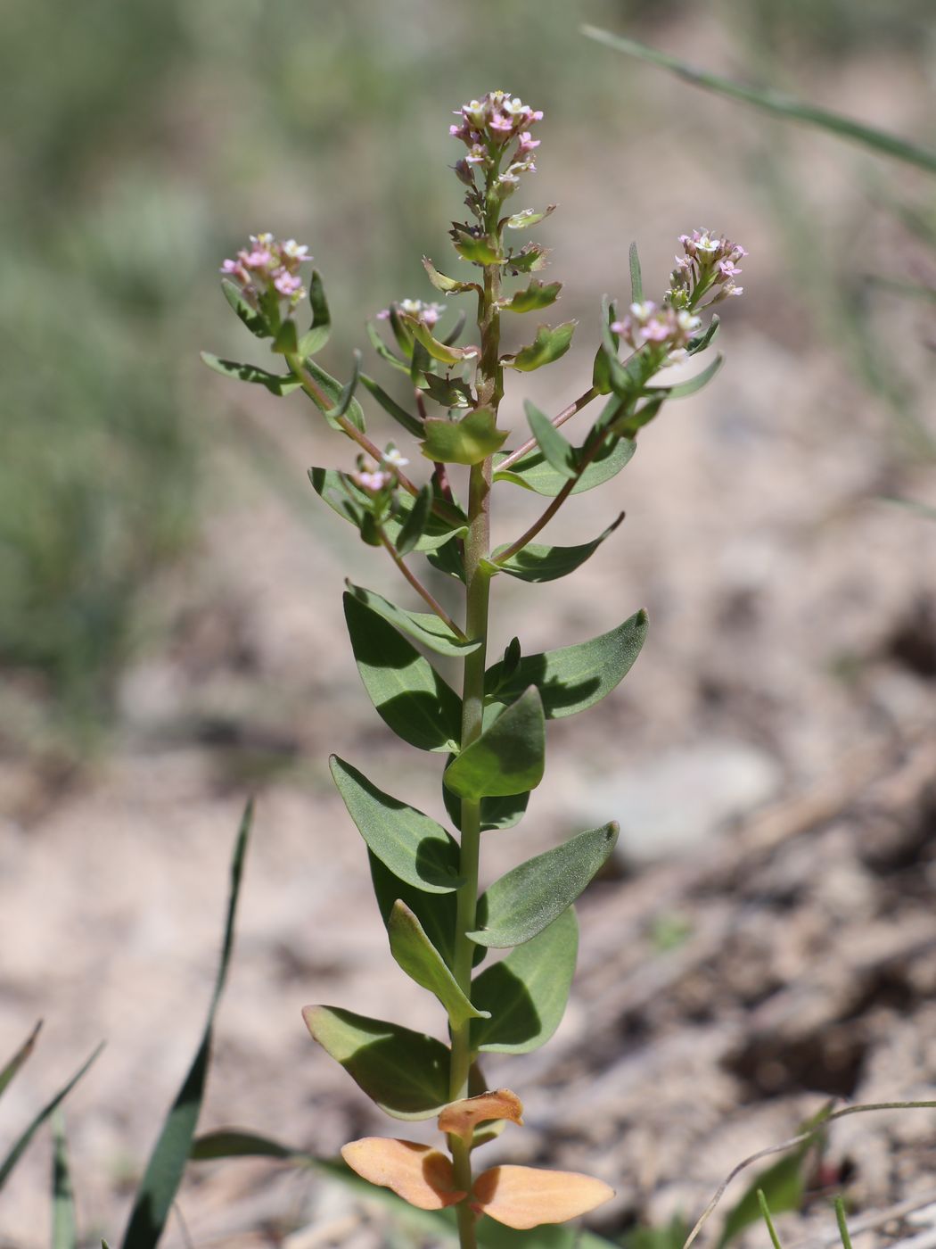 Изображение особи Aethionema carneum.