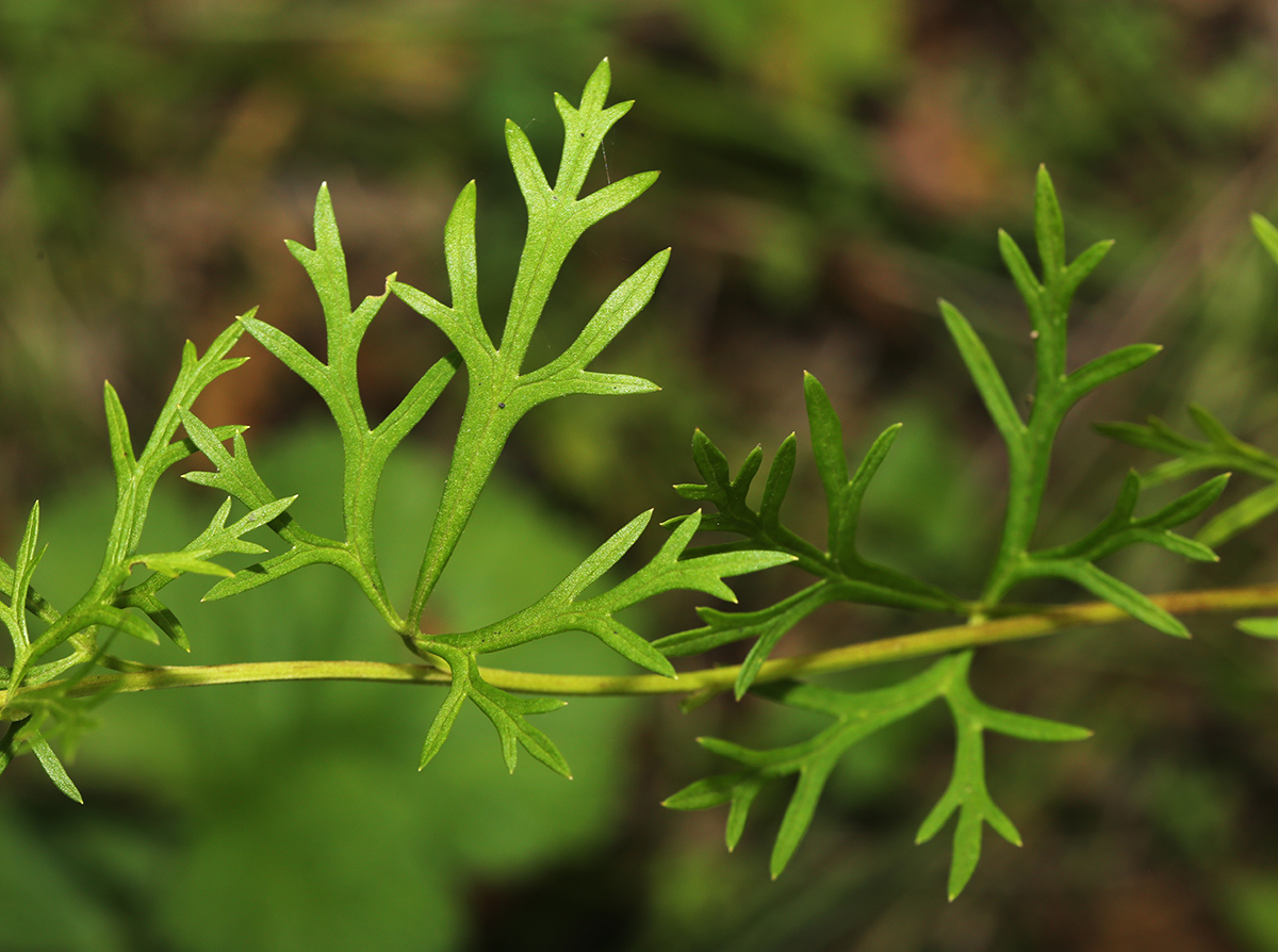 Изображение особи Aconitum coreanum.