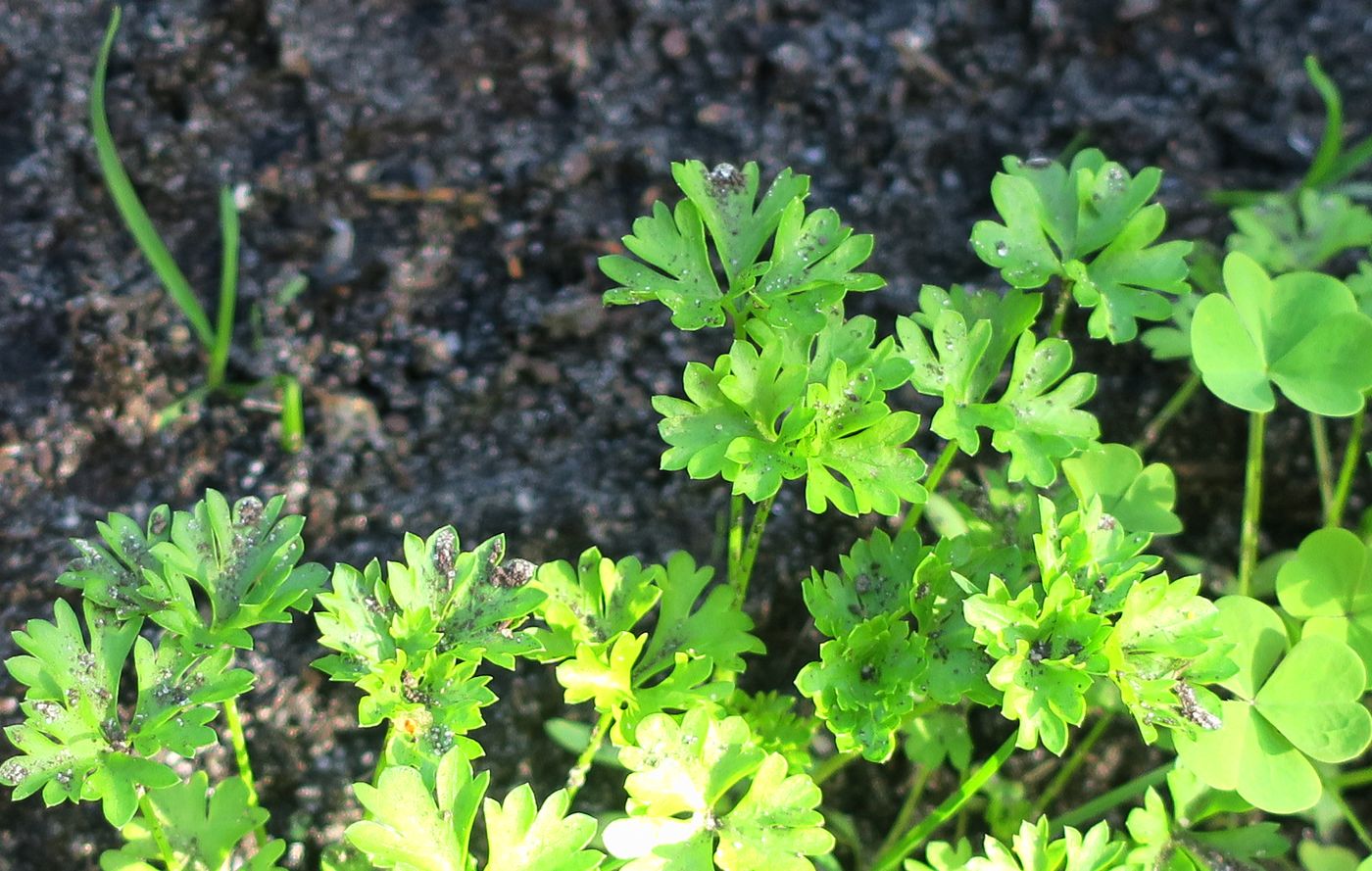 Изображение особи Petroselinum crispum.