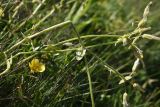 genus Cerastium