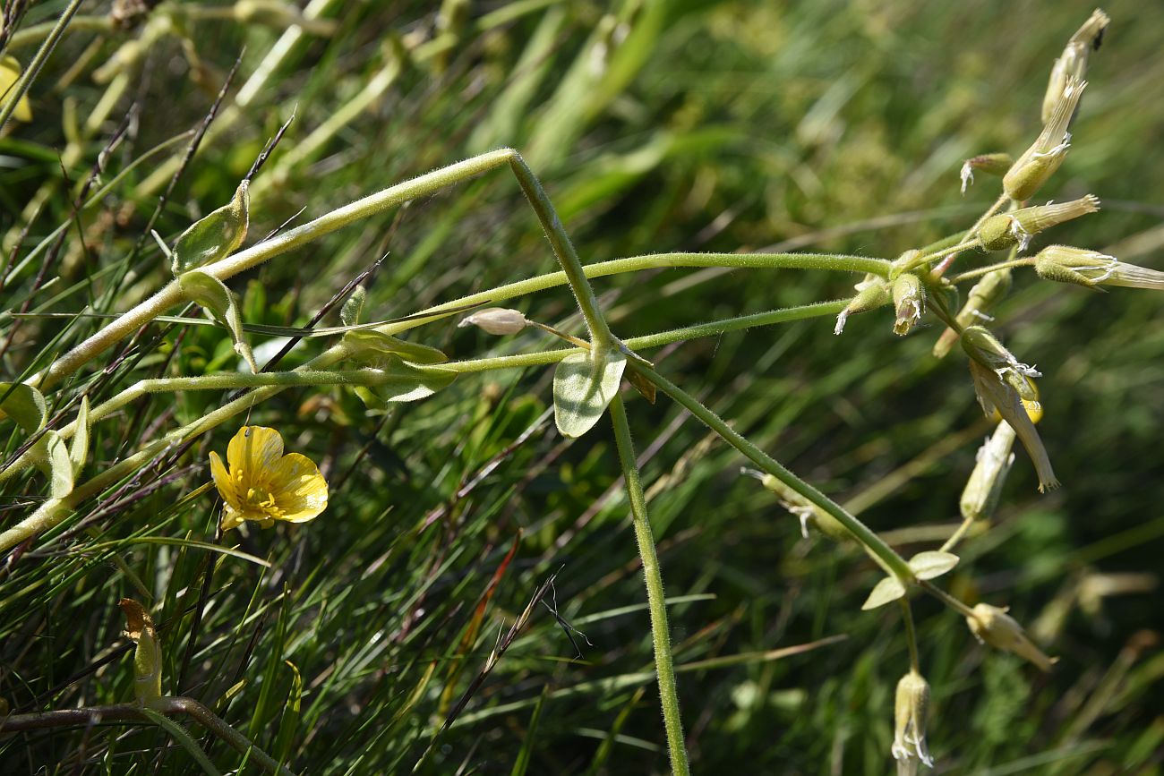 Image of familia Caryophyllaceae specimen.