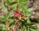 Rosa pulverulenta. Плод. Кабардино-Балкария, Черекский р-н, северо-восточный склон горы Эркедыген, ≈ 2400 м н.у.м., альпийский луг. 29.07.2024.