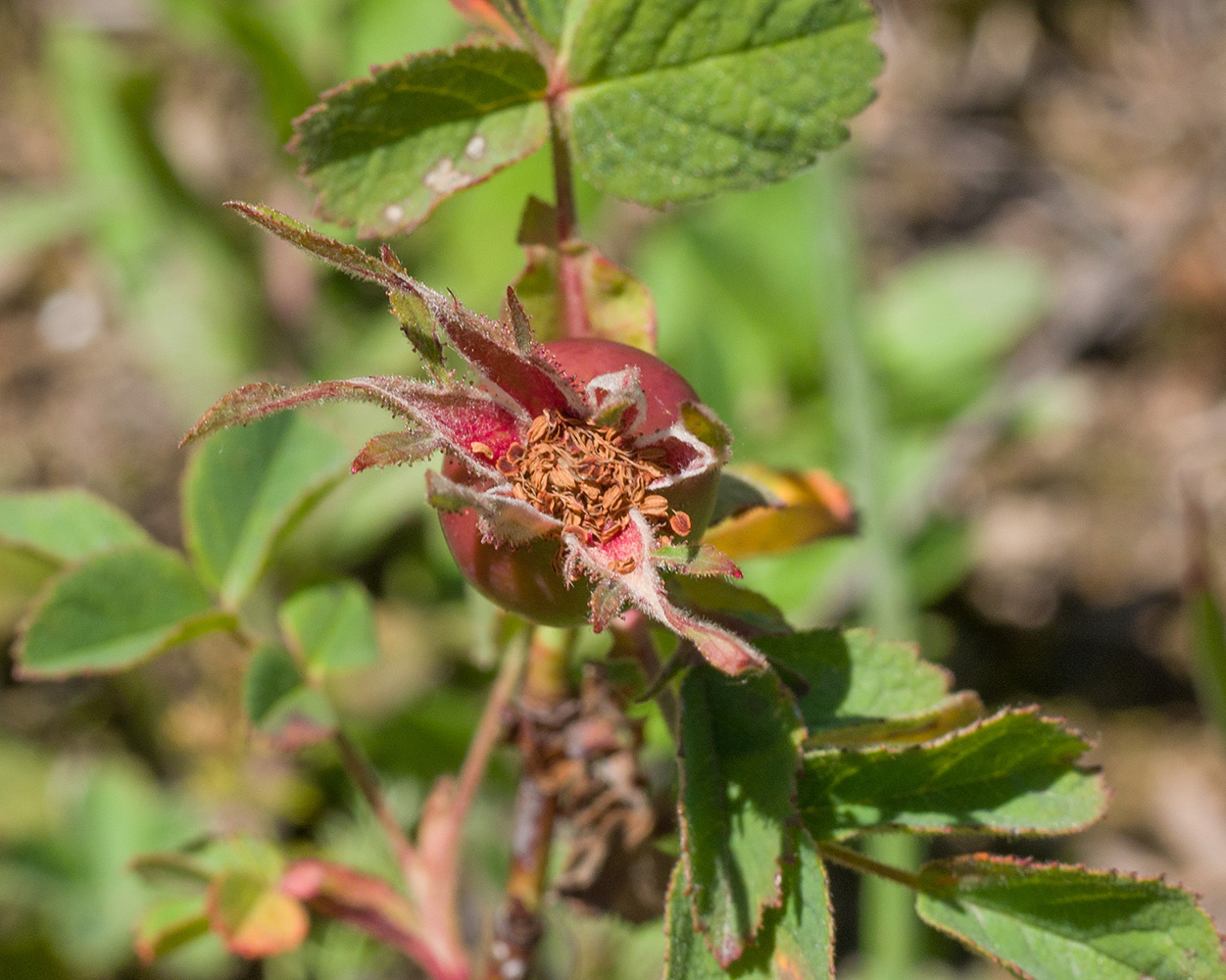 Изображение особи Rosa pulverulenta.