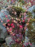 Geranium lucidum. Плодоносящее растение. Крым, Южный Берег, восточный склон горы Аю-Даг, поросший мхами каменистый склон. 25.05.2024.