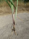 Setaria verticillata