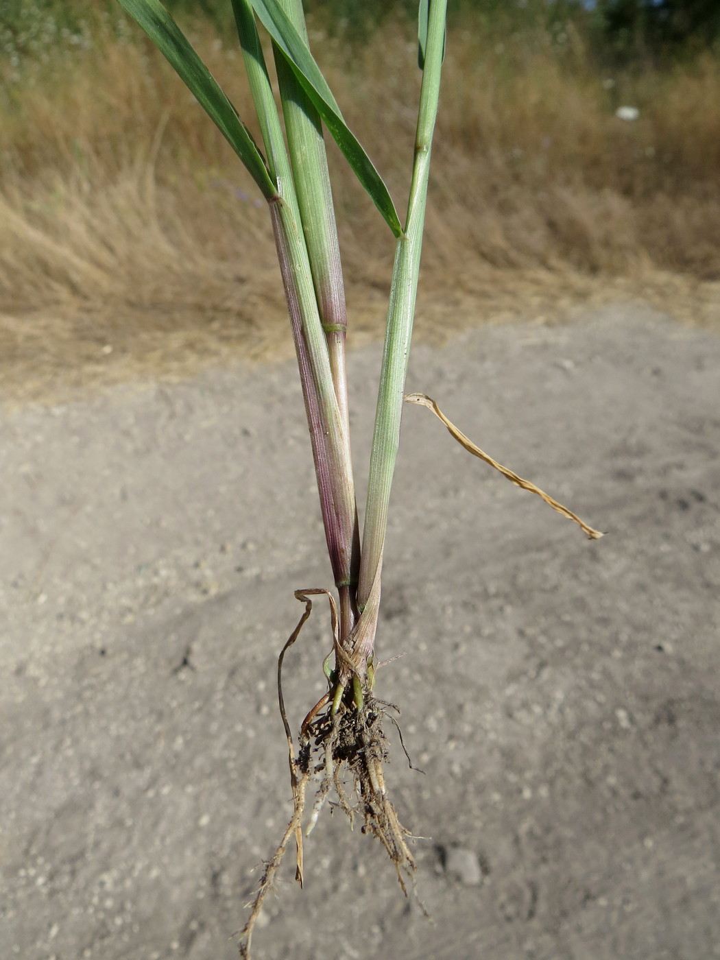 Изображение особи Setaria verticillata.