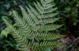 Dryopteris expansa. Часть вайи с сорусами (вид на абаксиальную поверхность). Московская обл., Пушкинский гор. округ, северо-восточное побережье Учинского водохранилища, смешанный лес. 27.07.2024.