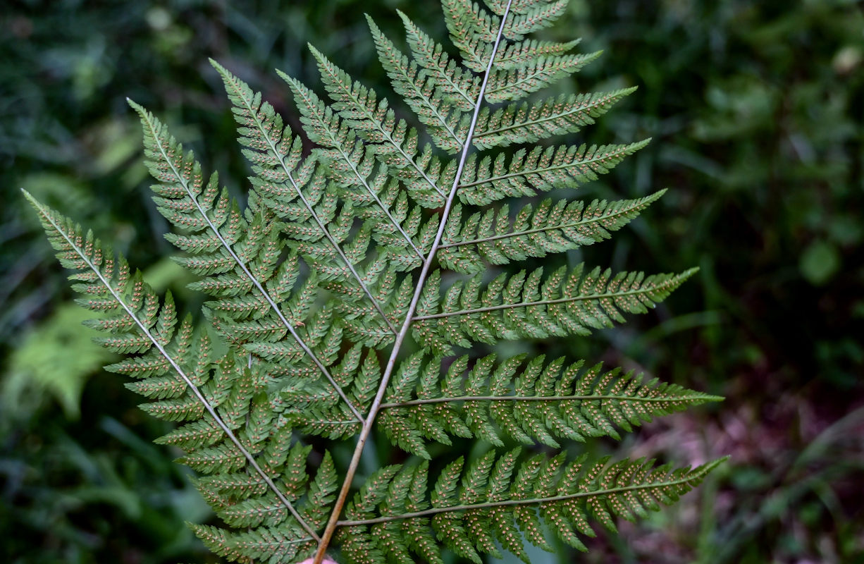 Изображение особи Dryopteris expansa.