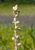 Artemisia stelleriana. Верхушка побега с соцветиями. Камчатский край, Елизовский р-н, берег Авачинского залива, Халактырский пляж. 08.08.2024.