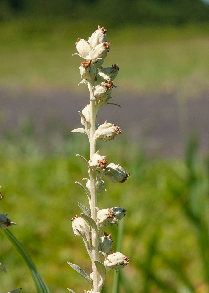 Image of Artemisia stelleriana specimen.