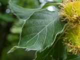 Fagus × taurica. Лист. Крым, городской округ Алушта, окр. Ангарского перевала, опушка букового леса. 27.05.2024.