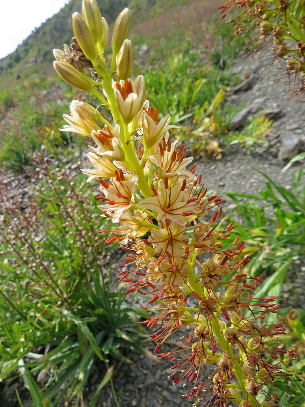 Image of Eremurus hissaricus specimen.