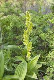 Veratrum lobelianum