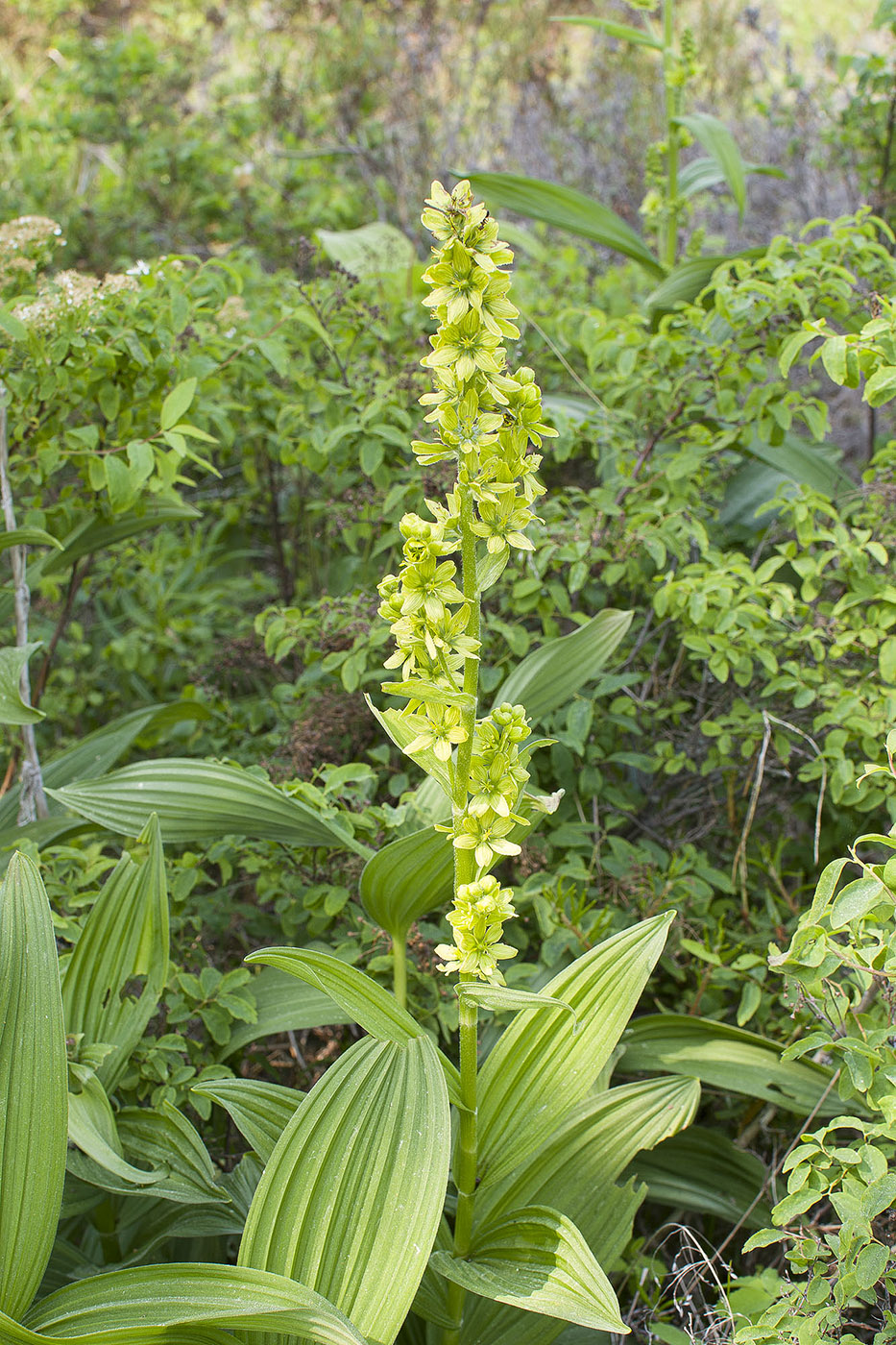 Изображение особи Veratrum lobelianum.