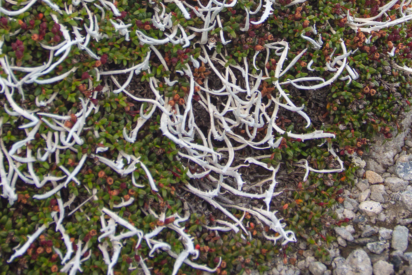 Изображение особи Thamnolia vermicularis.