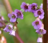 Bergenia crassifolia. Часть соцветия. Коми, г. Сыктывкар, придомовая территория, цветник. 19.05.2021.