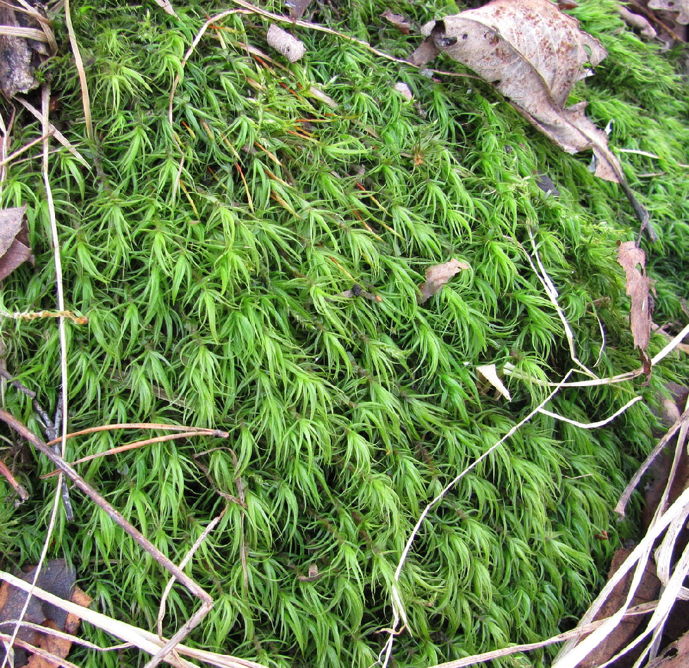 Image of genus Dicranum specimen.