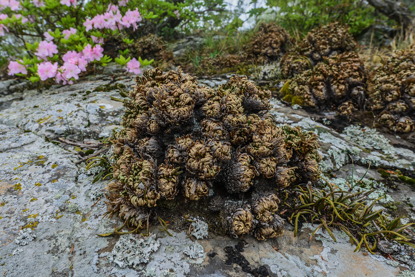 Изображение особи Selaginella tamariscina.