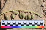 Смотреть изображение род Astragalus