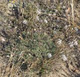 View full-size image Dianthus volgicus