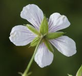 View full-size image Geranium sieboldii