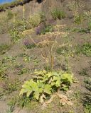 View full-size image Heracleum asperum