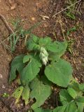 View full-size image Salvia sclarea