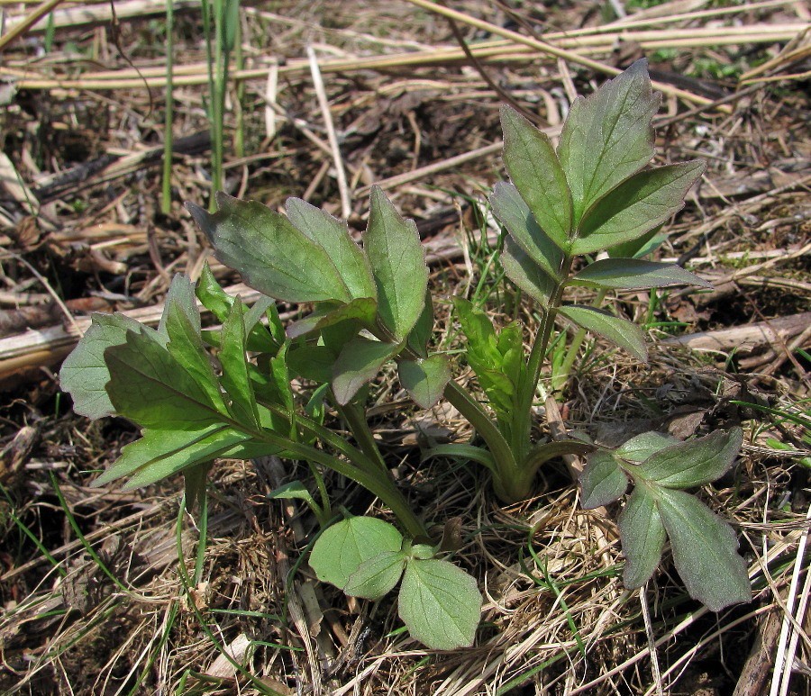 Image of Valeriana wolgensis specimen.