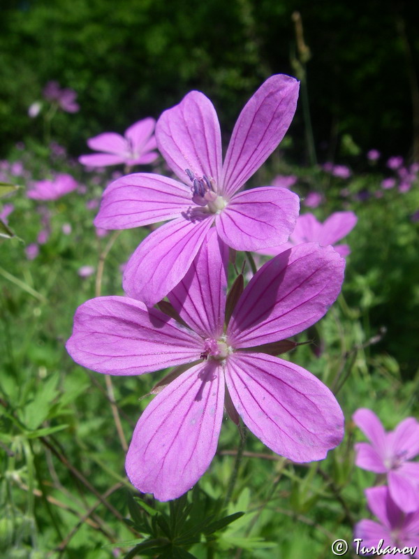 Изображение особи Geranium asphodeloides.