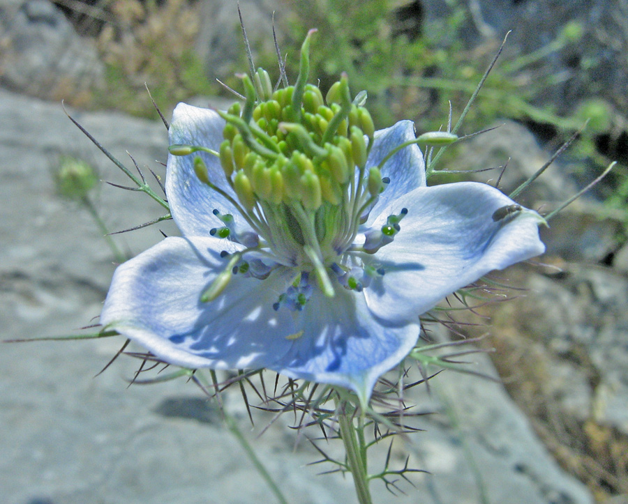 Изображение особи Nigella elata.