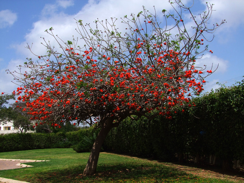 Image of Erythrina corallodendron specimen.