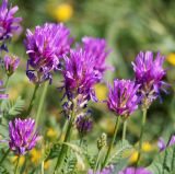 Astragalus onobrychis. Верхушки побегов с соцветиями. Воронежская обл., Павловский р-н, окр. с. Михайловка (Шипов лес). 18.06.2011.