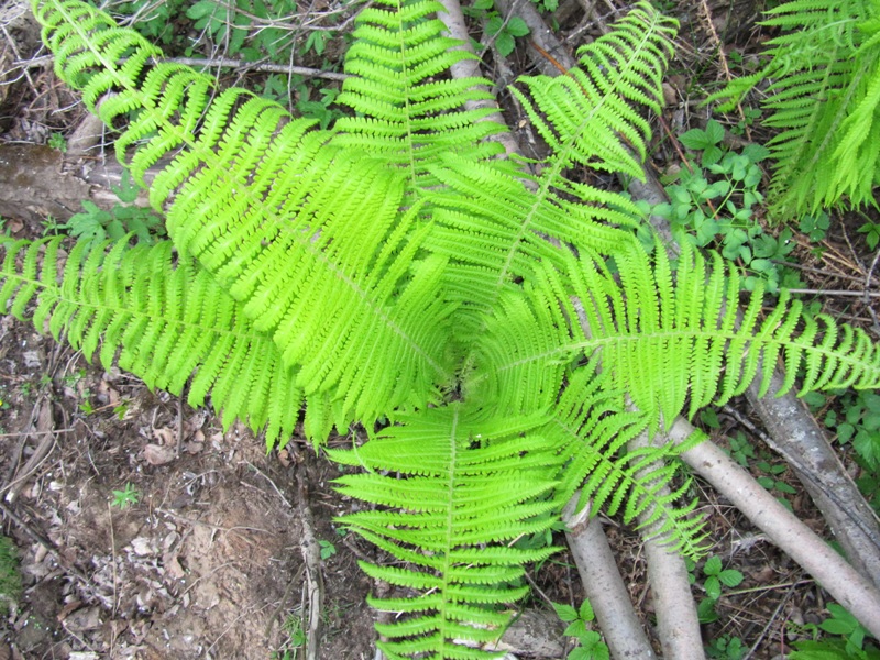 Изображение особи Matteuccia struthiopteris.