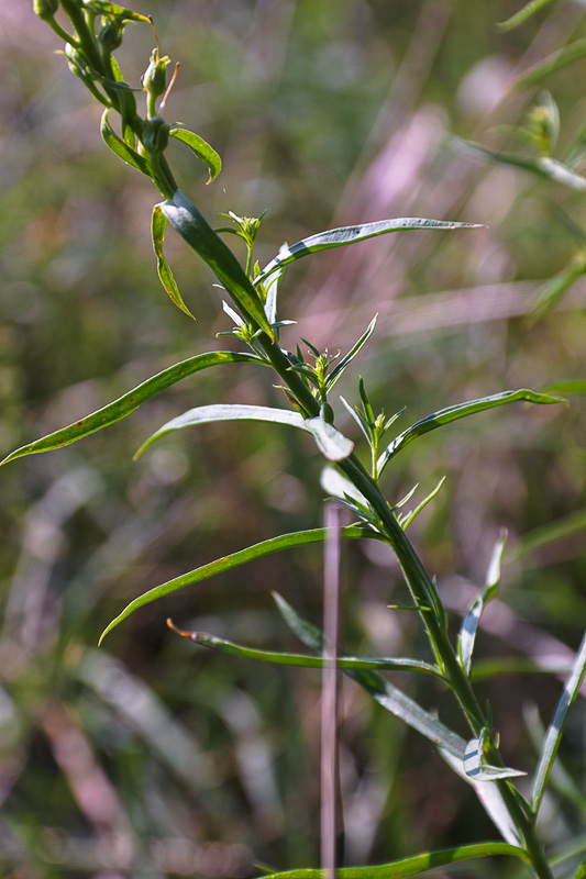 Image of Linaria ruthenica specimen.